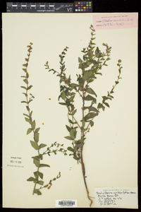 Scutellaria galericulata image