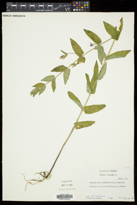 Scutellaria galericulata image