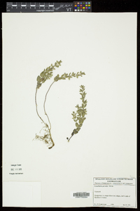 Scutellaria parvula image