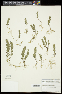 Scutellaria parvula image