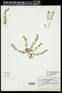 Scutellaria parvula var. parvula image