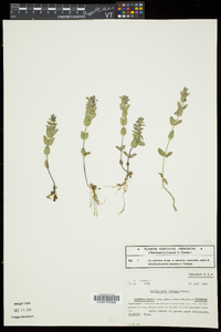 Scutellaria parvula image