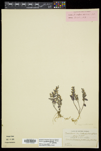 Scutellaria parvula image