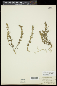 Scutellaria parvula var. parvula image