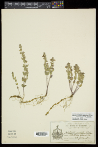 Scutellaria parvula var. parvula image