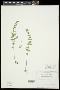 Scutellaria parvula image