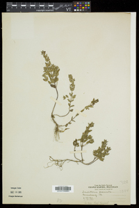 Scutellaria parvula image