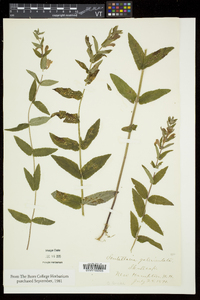 Scutellaria galericulata image