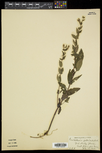 Scutellaria galericulata image