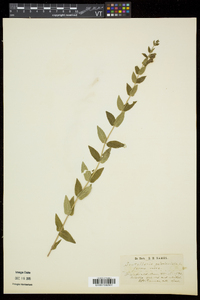 Scutellaria galericulata image