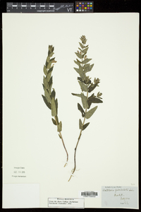 Scutellaria galericulata image