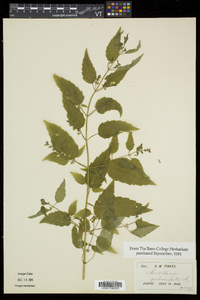 Scutellaria galericulata image