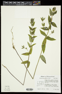 Scutellaria galericulata image