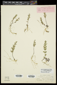 Scutellaria parvula var. parvula image