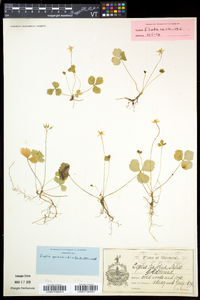 Coptis trifolia image