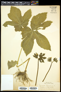 Hydrastis canadensis image