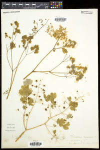 Thalictrum dioicum image