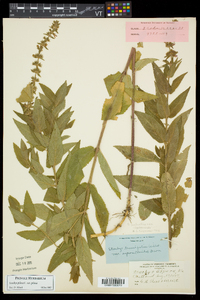 Stachys pilosa image