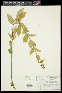 Stachys hispida image