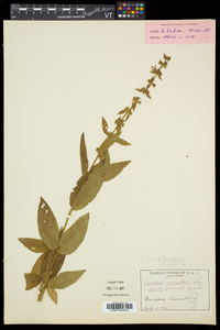 Stachys hispida image