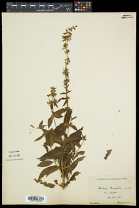 Stachys hispida image