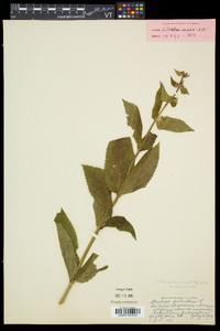 Stachys hispida image