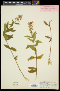 Stachys hispida image