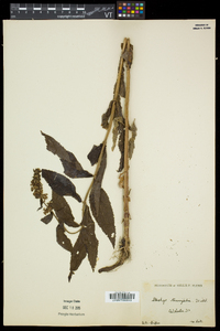 Stachys hispida image