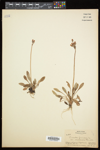 Primula laurentiana image