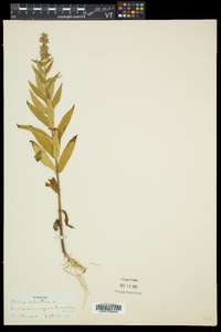 Stachys palustris image