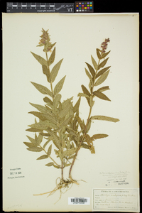 Stachys hispida image