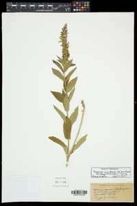 Teucrium canadense var. occidentale image