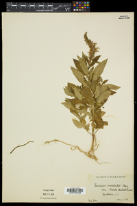 Teucrium canadense var. occidentale image