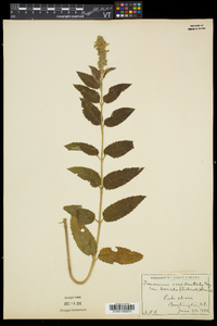 Teucrium canadense var. occidentale image