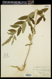 Teucrium canadense var. occidentale image