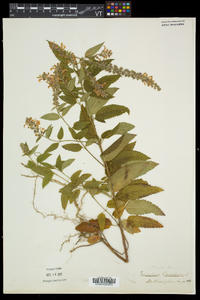 Teucrium canadense var. occidentale image