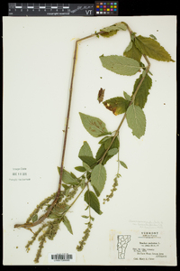 Teucrium canadense var. occidentale image