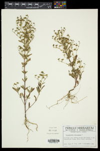Trichostema dichotomum image