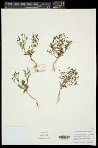 Trichostema dichotomum image