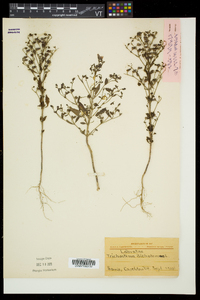 Trichostema dichotomum image