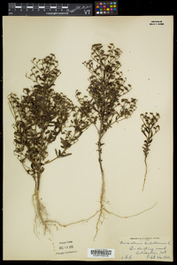 Trichostema dichotomum image