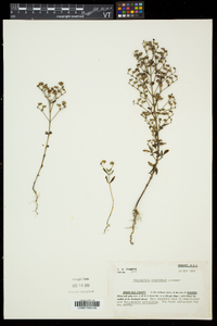 Trichostema dichotomum image