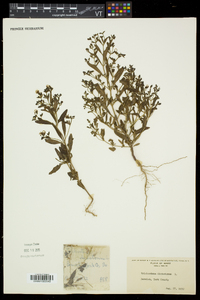 Trichostema dichotomum image