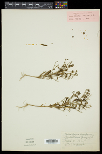 Trichostema dichotomum image