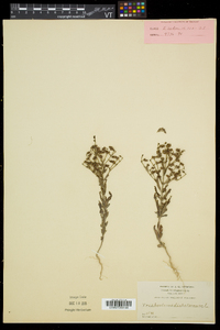 Trichostema dichotomum image