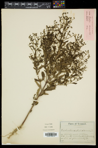 Trichostema dichotomum image