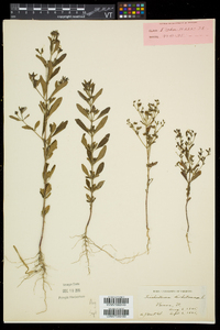 Trichostema dichotomum image