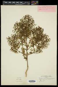 Trichostema dichotomum image