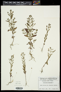 Trichostema dichotomum image