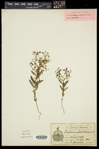 Trichostema dichotomum image